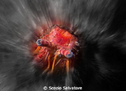 eyes by Scozio Salvatore 